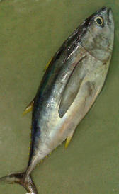 aminoácidos del atún