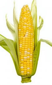 Mazorca de maíz cruda