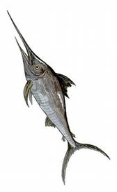 pez espada, alimento rico en fósforo