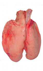 Propiedades del pulmón de cordero