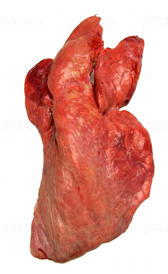 pulmón de ternera, alimento preteneciente a la categoría de los vísceras