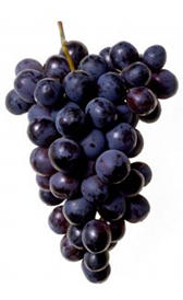 uva negra, alimento rico en grasa