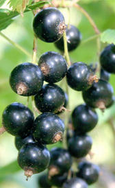 grosella negra, alimento rico en vitamina E y potasio