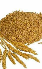 harina integral de trigo, alimento rico en vitamina B9 y vitamina B7